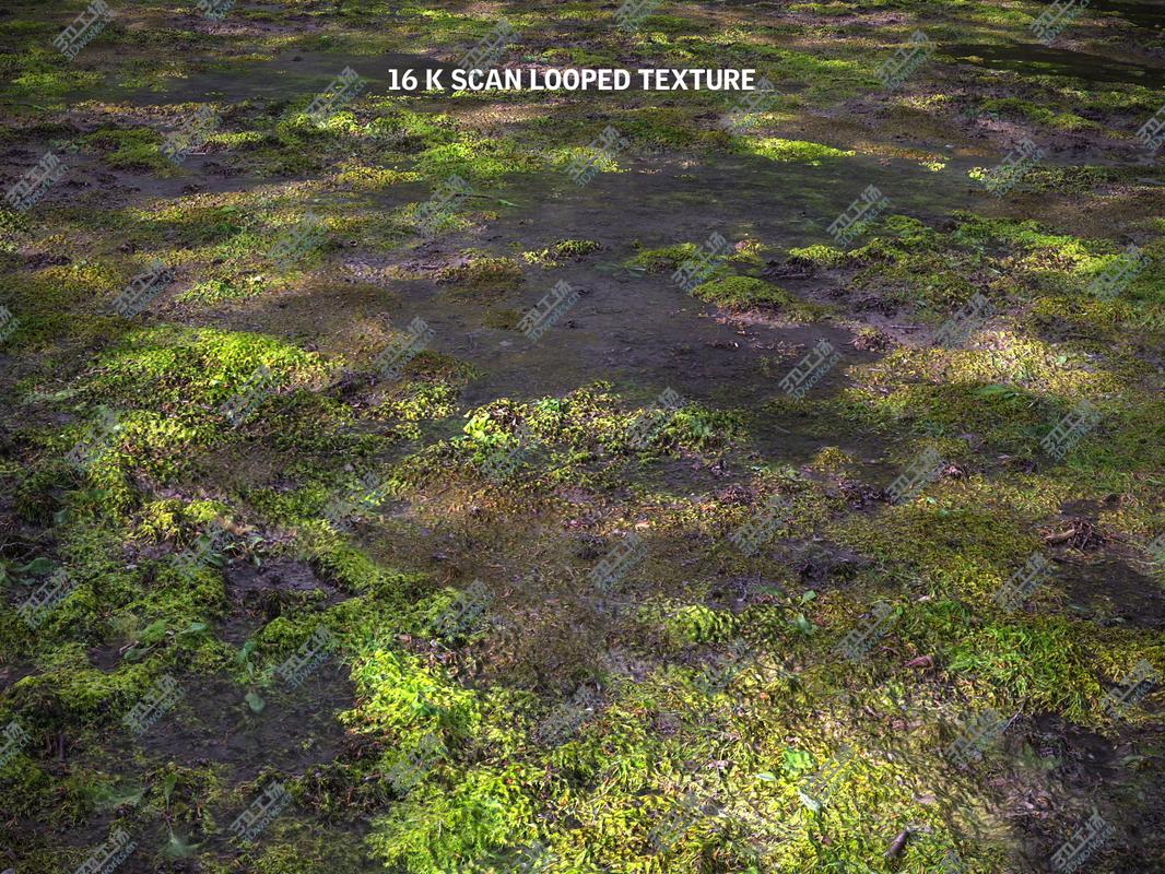 images/goods_img/202104091/Forest ground 16K Ultra HD/3.jpg